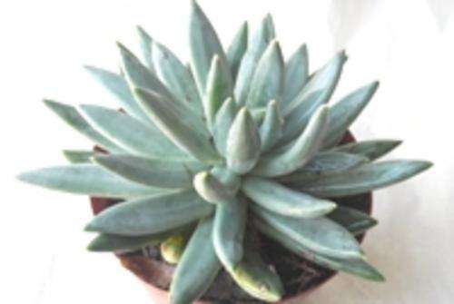 Pachyveria glauca