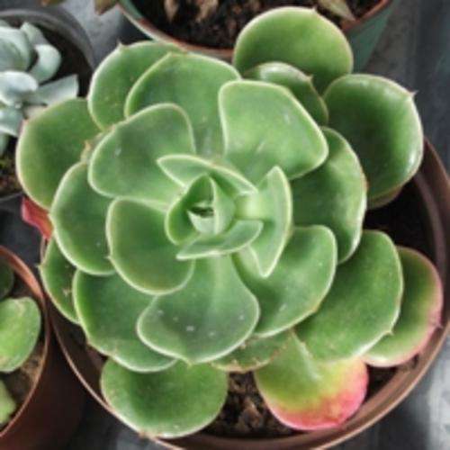 Echeveria,  Bob 8 - 10 cm