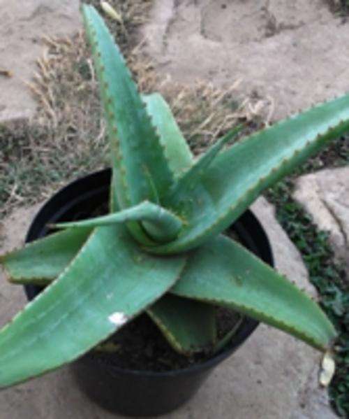 aloe