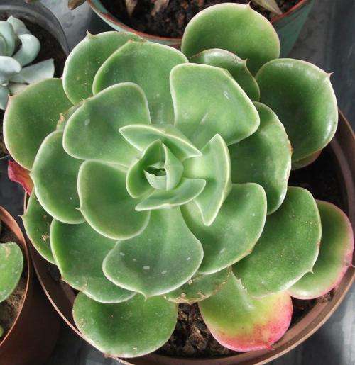 echeveria