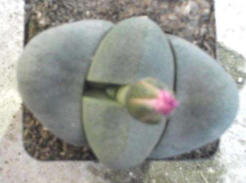 succulent Pleiopilos bolusii