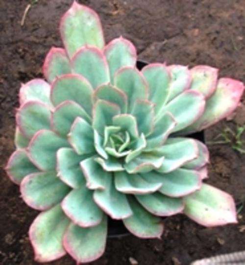 echeveria toffy apple