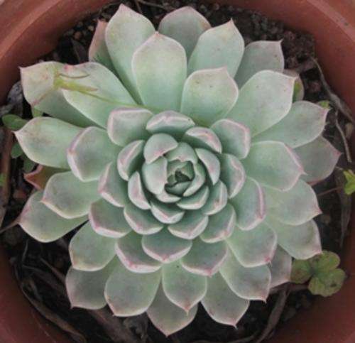 echeveria albida