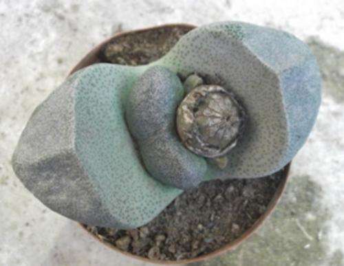 pleiospilos, one of the liver plants.