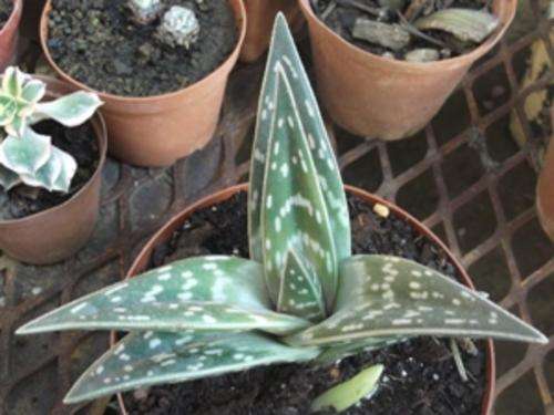 aloe, kannie dood