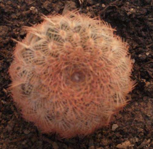 cactus with red head