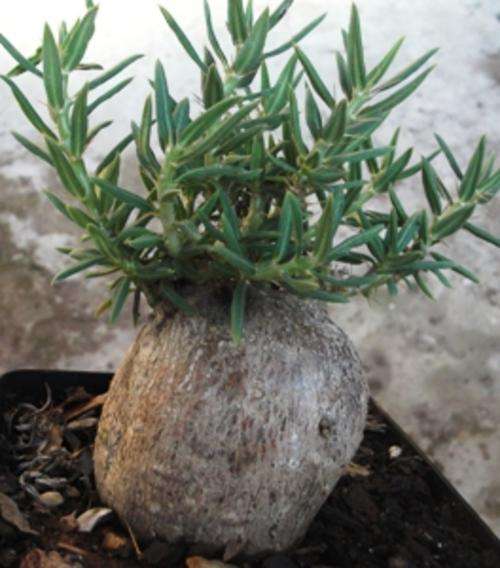 succulent