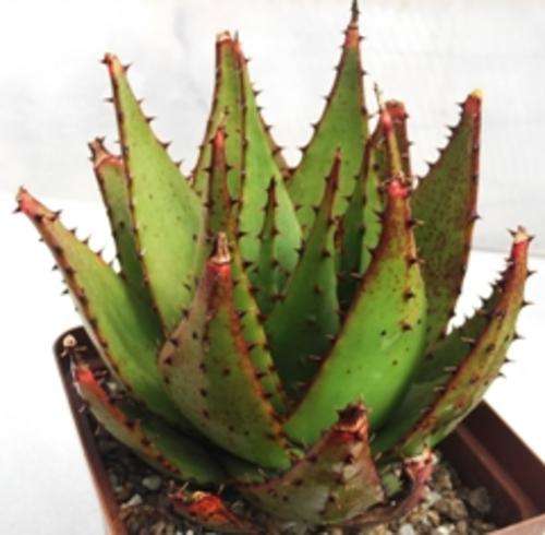 aloe