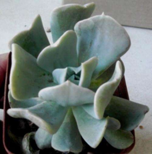 echeveria topsy turvy runyoni