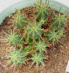 euphorbia