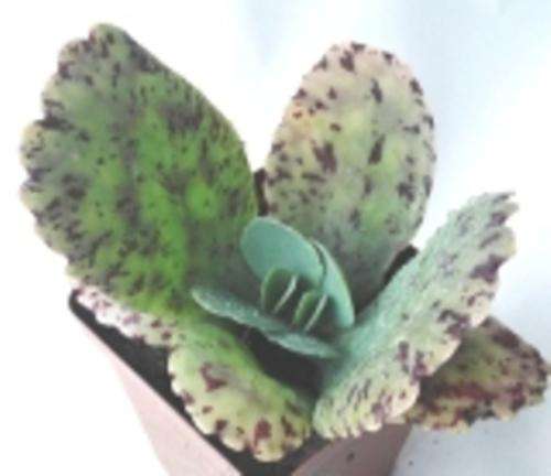 kalanchoe marmorata, penwiper plant