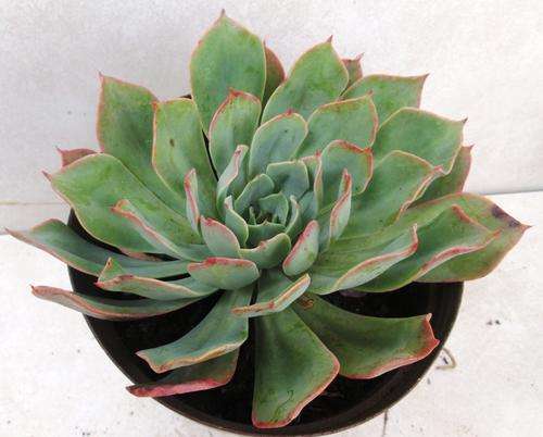 echeveria toffy apple