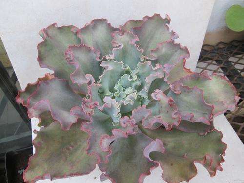 echeveria giant blue curls