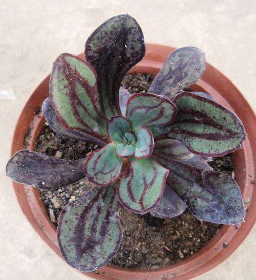 echeveria painted lady