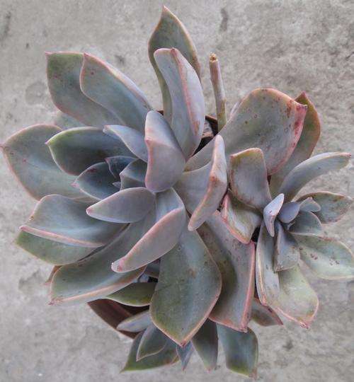Echeveria pretty n pink