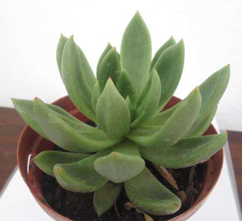 echeveria