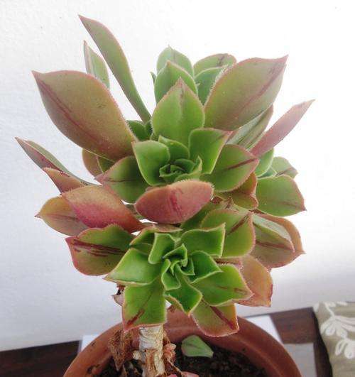 aeonium.
