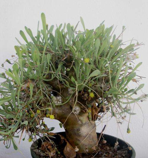 othonna euphorbiodes