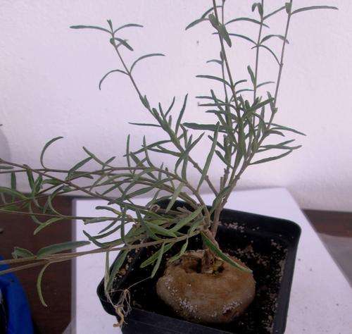 brachystelma