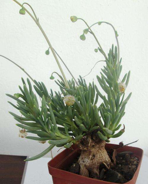 succulent