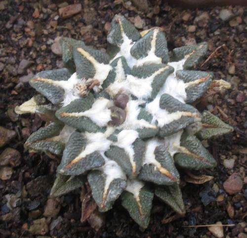 ariocarpus kotschoubeyanus