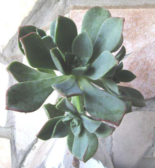 aeonium. cutting