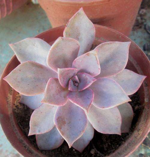 echeveria douglas huth