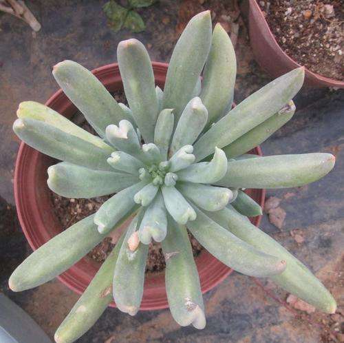 echeveria, dagda