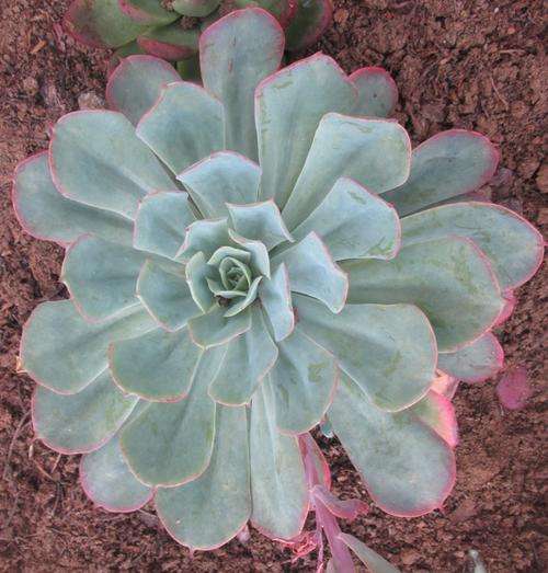 echeveria toffee apple