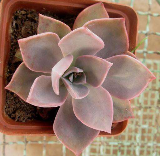 Echeveria pink