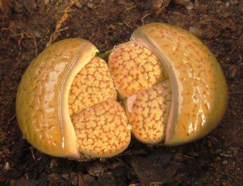 lithop