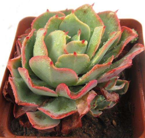 echeveria toffy apple