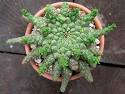 euphorbia gordonis