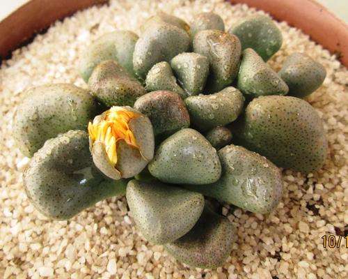 succulent