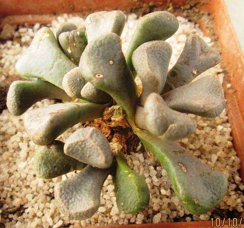 succulent