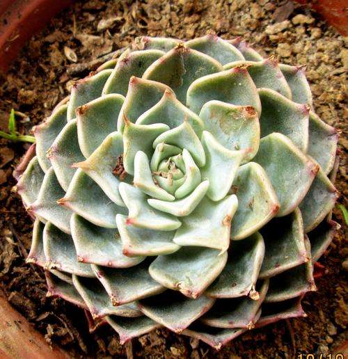 echeveria halbingeri, minature