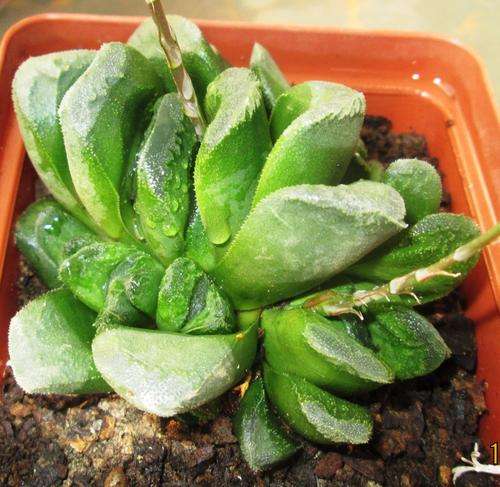 haworthia truncata hybrid