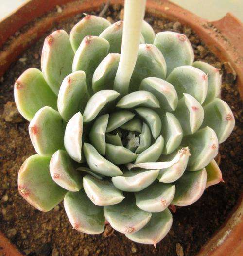 echeveria albida
