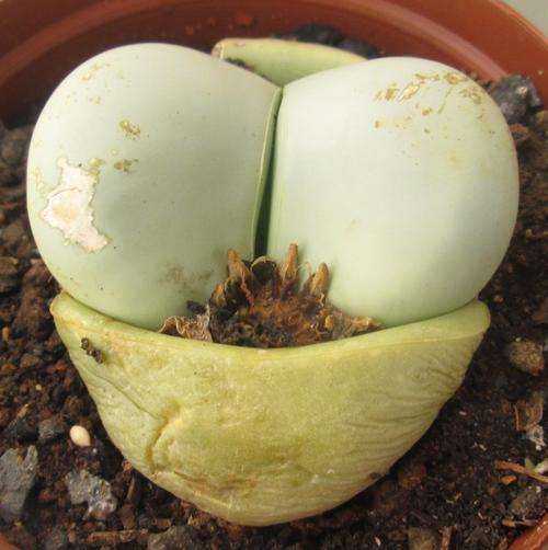 succulent