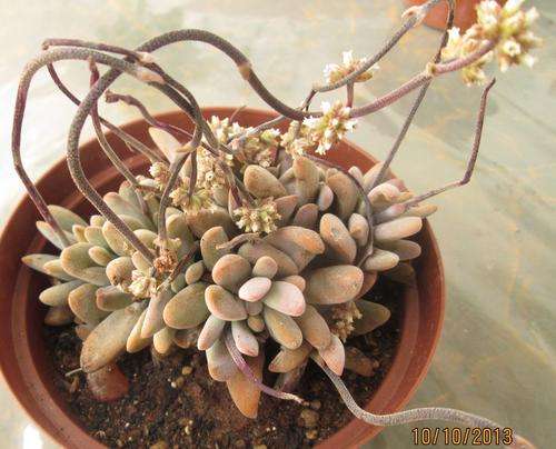 succulent
