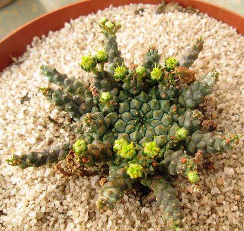euphorbia