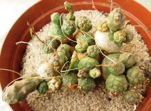 euphorbia globulosa