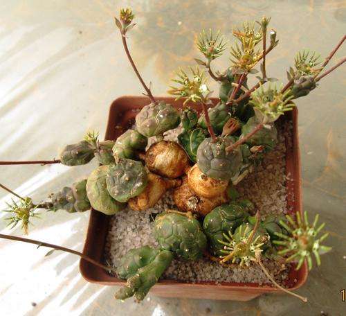 euphorbia globulosa