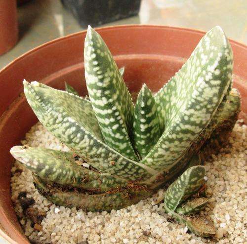 gasteria