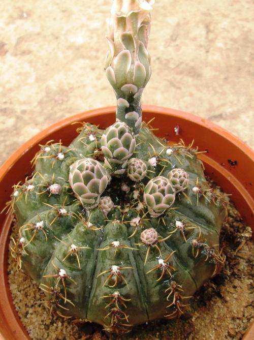 cactus