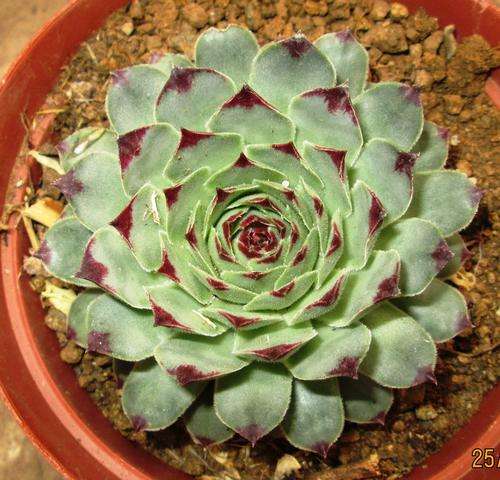 sempervivum calcareum