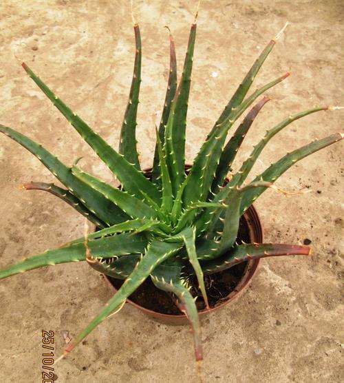 aloe hedgehog
