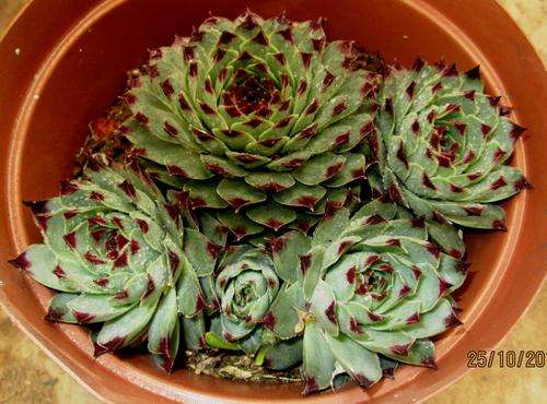 sempervivum cluster (5 plants)