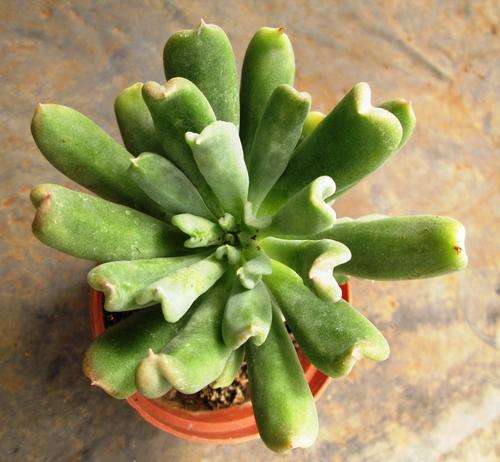 echeveria dagda