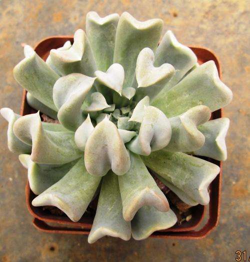 echeveria runyoni topsy turvy